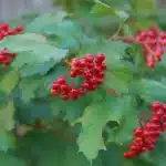 Роли