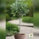 Утка с черносливом и яблоками — рецепт