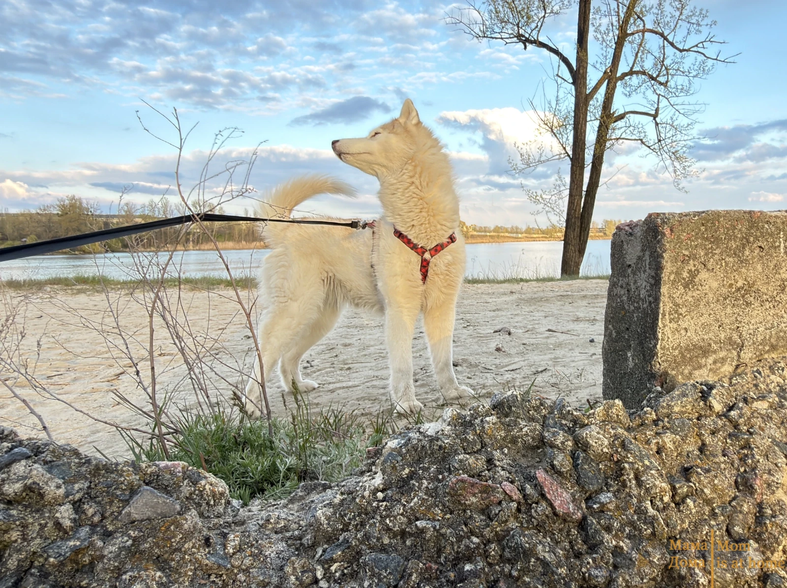 Understanding the husky hunger strike: what to do if the dog refuses food