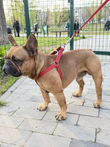 Why Your Dog Isn’t Eating