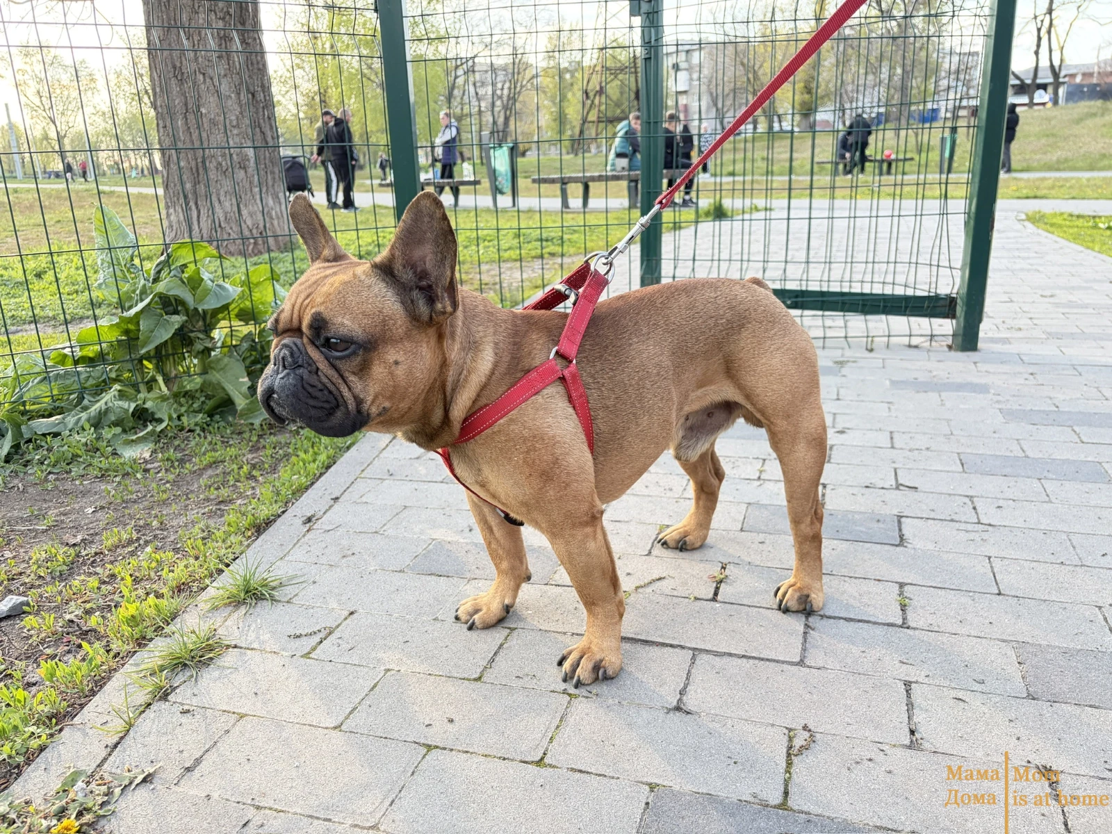 Why Your Dog Isn’t Eating